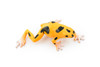 Frog, Orange and Black Poison Dart Frog, Plastic Toy, Realistic, Rainforest, Figure, Model, Replica, Kids, Educational, Gift,    3"    F4095 B54