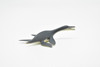 Dolichorhynchops Plesiosaur, Ancient Marine Animal  Very Nice Plastic Replica   3 1/8"   F4163 B374