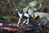 Horse, Pinto Pony, Plastic Toy Animal, Realistic Figure, Farm Model, Barnyard Replica, Kids Educational Gift 3"  F4263 B375