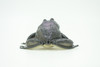 Frog, Black Frog, Toad, Rubber Toy, Realistic, Rainforest Amphibian, Figure, Model, Replica, Kids, Educational, Gift,     3"    F6091 B3