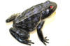 Black Frog ~ Rubber Replica 3" X 3"    F6091-B3