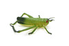 Grasshopper, Locusts, Caelifera, Realistic Rubber Model, Bug, Insect, Educational, Hand Painted, Figure, Lifelike, Model, Figurine, Replica, Toy, 8 Inches. 