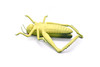 Grasshopper, Locusts, Caelifera, Realistic Rubber Model, Bug, Insect, Educational, Hand Painted, Figure, Lifelike, Model, Figurine, Replica, Toy, 8 Inches. 