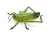 Grasshopper, Locusts, Very Nice Rubber Insect, Realistic Figure, Model, Replica, Toy, Kids, Educational, Gift, 