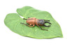 Stag Beetle, Lucanus cervus, Realistic Rubber Model, Bug, Insect, Educational, Hand Painted, Figure, Lifelike, Model, Figurine, Replica, Toy, 2 1/2 Inches 