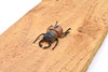 Stag Beetle, Lucanus cervus, Realistic Rubber Model, Bug, Insect, Educational, Hand Painted, Figure, Lifelike, Model, Figurine, Replica, Toy, 2 1/2 Inches 