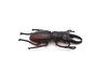 Stag Beetle, Very Nice Rubber Reproduction    2 3/4"   CWG03 B13