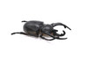 Rhinoceros Beetle, Very Nice Rubber Reproduction    2 3/4"    CWG04 B13