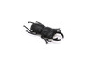 Stag Beetle, Very Nice Rubber Reproduction     3"     CWG05 B13