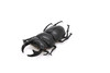 Stag Beetle, Very Nice Rubber Reproduction     3"     CWG05 B13