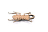 STAG BEATTLE HARD RUBBER 2 1/2" LONG - CWG06B13