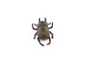 Stag Beetle, Very Nice Rubber Reproduction    2 1/4"     CWG08 B13