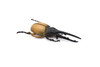 Hercules Beetle, Dynastes hercules, Realistic Rubber Model, Bug, Insect, Educational, Hand Painted, Figure, Lifelike, Model, Figurine, Replica, Toy, 3 Inches. 