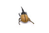 Hercules Beetle, Very Nice Rubber Reproduction     3"      CWG10 B13