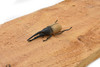 Hercules Beetle, Very Nice Rubber Reproduction     3"      CWG10 B13