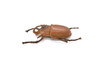 Stag Beetle, Lucanus cervus, Realistic Rubber Model, Bug, Insect, Educational, Hand Painted, Figure, Lifelike, Model, Figurine, Replica, Toy,  2 1/4 Inches 