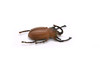 Stag Beetle, Lucanus cervus, Realistic Rubber Model, Bug, Insect, Educational, Hand Painted, Figure, Lifelike, Model, Figurine, Replica, Toy,  2 1/4 Inches 