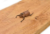 Stag Beetle, Lucanus cervus, Realistic Rubber Model, Bug, Insect, Educational, Hand Painted, Figure, Lifelike, Model, Figurine, Replica, Toy,  2 1/4 Inches 