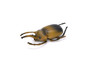 Elephant Beetle, Very Nice Rubber Reproduction     3"      CWG11 B13