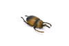 Elephant Beetle, Very Nice Rubber Reproduction     3"      CWG11 B13