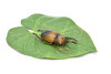 Elephant Beetle, Very Nice Rubber Reproduction     3"      CWG11 B13
