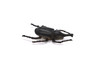 Elephant Beetle, Very Nice Rubber Reproduction     2"      CWG12 B13