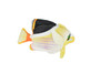 Butterflyfish, Tinkers, Tropical Fish Magnet, Fish Design, Realistic Figure, Educational, Figure, Lifelike,  Model, Figurine, Replica, Gift,       5 1/2"     CWG35 BB3