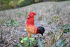 Rooster, Chicken, Red Rooster, Hand Painted, Realistic, Plastic Animal Design, Barn Bird, Educational, Diorama Model, Lifelike, Toy,  4 1/2 Inches. 