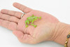 Frog, Green Spotted Frog, Plastic Toy, Realistic, Figure, Model, Replica, Kids, Educational, Gift,      1 1/2"    CWG22 B47