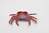 Sally Lightfoot Crab, Galapagos Islands, Educational, Hand Painted, Realistic Crab Figure, Lifelike, Diorama, Toy, Kids, Gift,   2 3/4 Inches.  F1591 B150