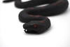 Snake, Black Anaconda, With Red Spots, Rubber Reptile, Educational, Realistic, Hand Painted, Figure, Lifelike Model, Figurine, Replica, Gift,     14"    CWG46 B181