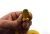 Snake, Green Anaconda, Rubber Reptile, Educational, Realistic Hand Painted, Figure, Lifelike Model, Figurine, Replica, Gift,     14"    CWG45 B181