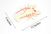 Lobster, Squeaks and Squirts Water, Rubber Crustaceans, Educational, Figure, Lifelike, Model, Replica, Gift,    12"   With Antenna    F1461 B212