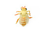 Beetle, Flying, Very Nice Rubber Reproduction     3"    CWG48 B155