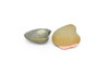 Clams, Pair of Two, Realistic Plastic Littleneck Clams Model, Toy, Figure     1"     CWG140 BB28