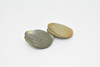 Clams, Pair of Two, Realistic Plastic Littleneck Clams Model, Toy, Figure     1"     CWG140 BB28