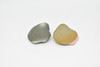 Clams, Pair of Two, Realistic Plastic Littleneck Clams Model, Toy, Figure     1"     CWG140 BB28