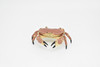 Crab, Dungeness Crab, Museum Quality, Rubber, Crustaceans, Educational, Realistic, Hand Painted, Figure, Lifelike Figurine, Replica, Gift,     3"      CWG253B 240