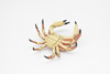 Crab, Dungeness Crab, Museum Quality, Rubber, Crustaceans, Educational, Realistic, Hand Painted, Figure, Lifelike Figurine, Replica, Gift,     3"      CWG253B 240