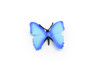 Butterfly, Blue, flexible, Very Nice Rubber Reproduction   2"    F1653 B74