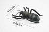 Ant, Carpenter Ant, Black, RubberInsect, Realistic Figure, Model, Replica, Toy, Kids, Educational, Gift,        6"       F2089-B493