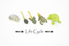 Frog Life Cycle, Amphibian Metamorphosis, 5 Stages, Realistic Rubber Model, Bug, Insect, Educational, Hand Painted, Figure, Lifelike, Replica, 2 1/2 Inches. 