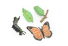 Monarch Butterfly Life Cycle, 4 Stages, Educational, Museum Quality, Hand Painted, Rubber Insect, Figure, Diorama Model, Realistic, Kids, Toys,  3  Inches.