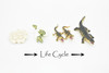 Crocodile, Learn the Crocodile Life Cycle, Very Nice Plastic Figure, Model, Realistic Replica, Educational, Figurine, Animal, Life Like, 4 Stages,   4"   CH07 B231