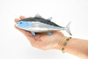 Bluefin Tuna, Fish, Very Realistic Rubber Figure, Model, Educational, Animal, Hand Painted Figurines,     7"     CH019 BB71