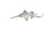 Sawfish, Carpenter shark, Museum Quality, Educational, Rubber Fish, Hand Painted, Realistic Toy Figure, Diorama Model, Kids,  6 Inches.