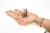 Jackrabbit, Hare, Very Realistic Rubber Figure, Hand Painted, Rubber Mammal, Realistic Toy Figure, Replica, Kids, Educational,  2 1/2 Inches. 