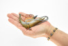 Shrimp, Prawn, Tiger Shrimp, Museum Quality, Hand Painted, Rubber Crustaceans, Realistic Toy Figure, Model, Replica, Kids, Educational, Gift,      4"      CH083 BB82 