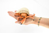 Hermit Crab Toy. Crustaceans, Museum Quality Rubber Figure, Model, Ocean, Beach, Sea, Educational, Animal, Hand Painted, Figurines 5" CH095 BB85