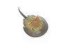 Horseshoe Crab Toy, Arthropods, Ocean, Museum Quality Rubber Figure, Model, Educational, Animal, Hand Painted, Figurines      6. 5"     CH102 BB88